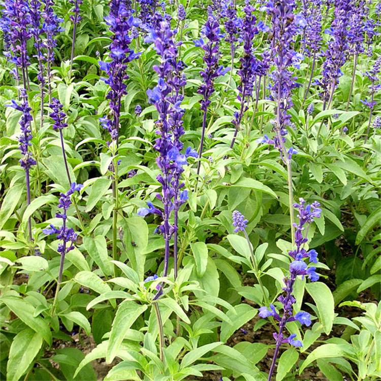 宿根地被花卉兰花鼠尾草耐寒园林花坛美化绿化