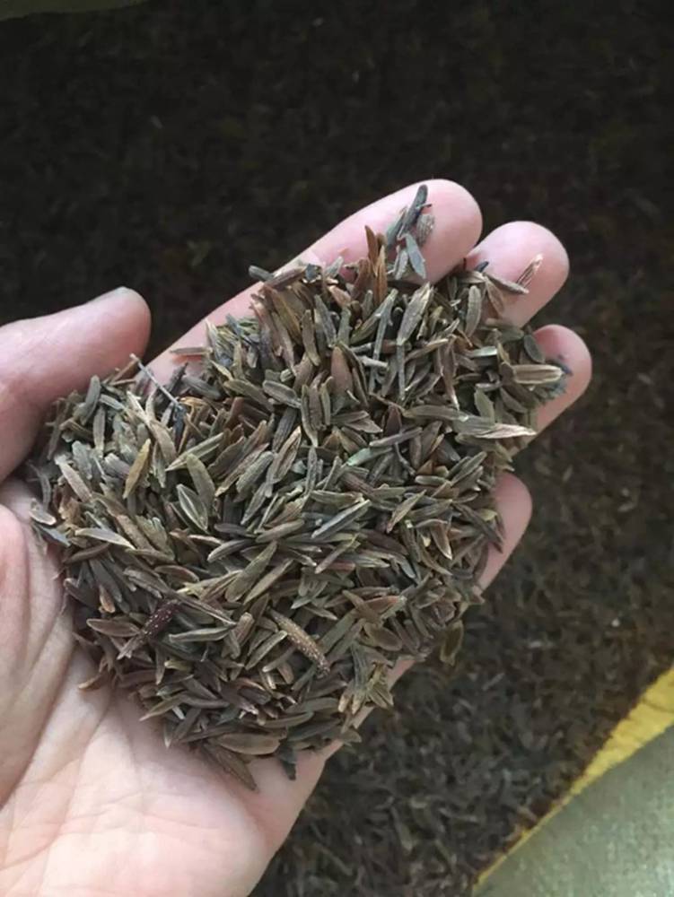 小叶丁香花种子怎么种才更容易出芽?