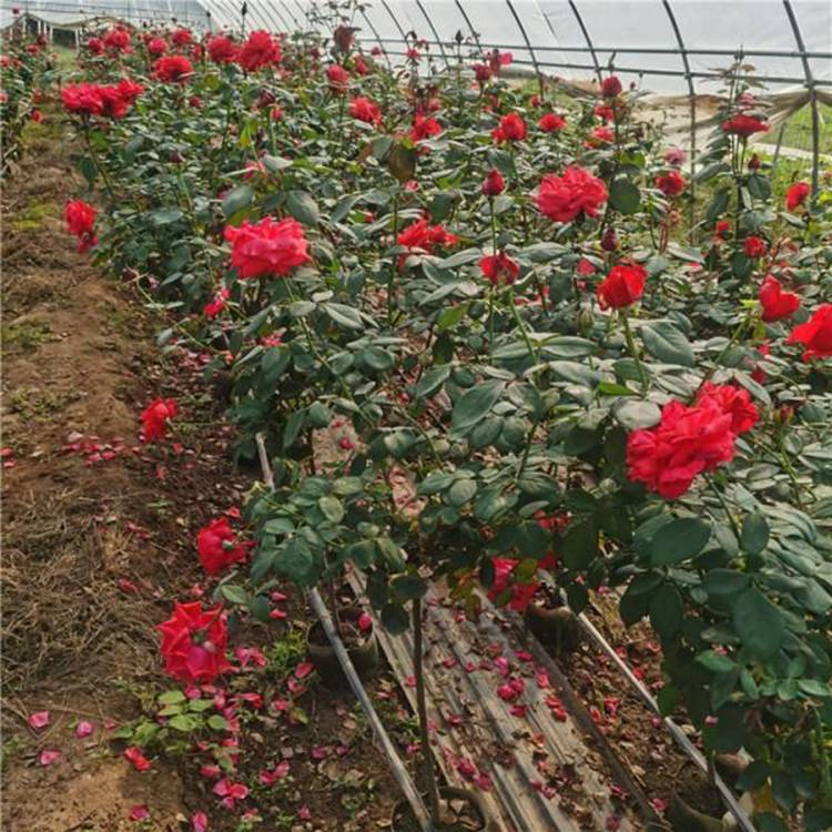 出售大花月季 节日组摆草花 大花月季小苗培育