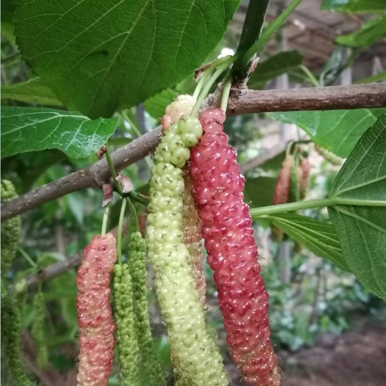 供应桑葚加工桑葚产地大型玫瑰果桑苗基地