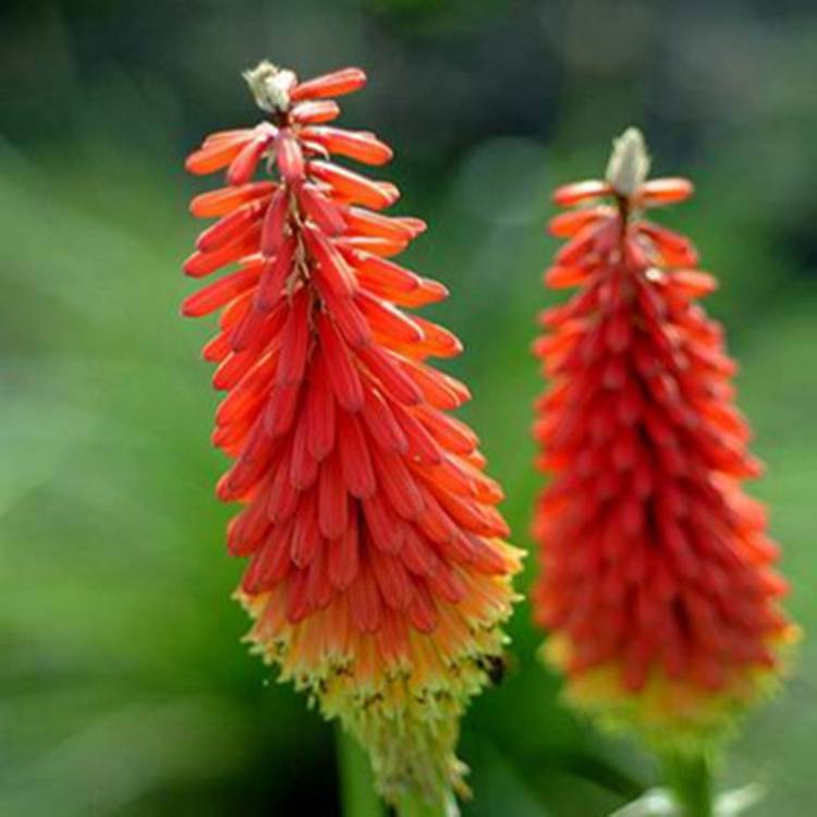 山东火炬花节日组摆草花火炬花小苗