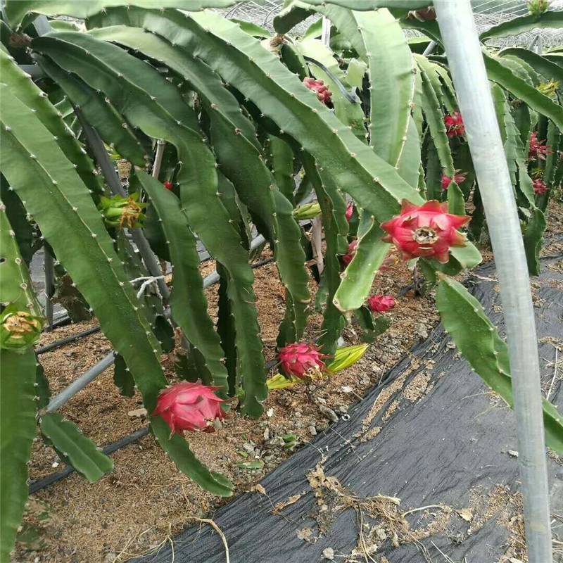 上海50公分防草布的使用效果