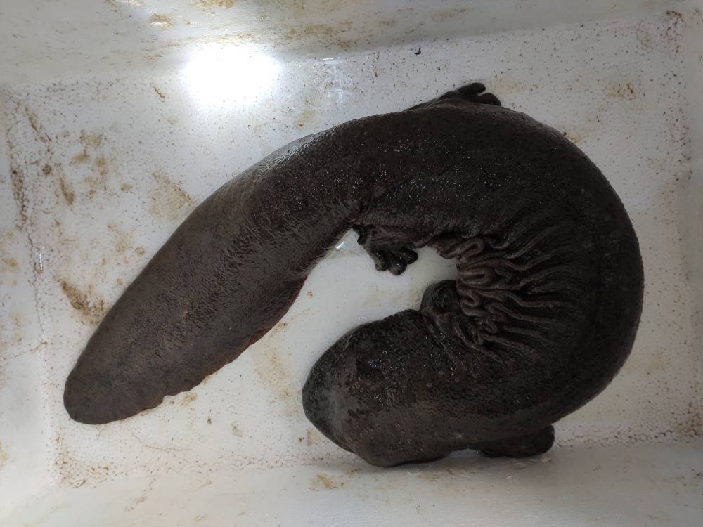 现在娃娃鱼价格娃娃鱼养殖基地推荐人工养殖娃娃鱼价钱