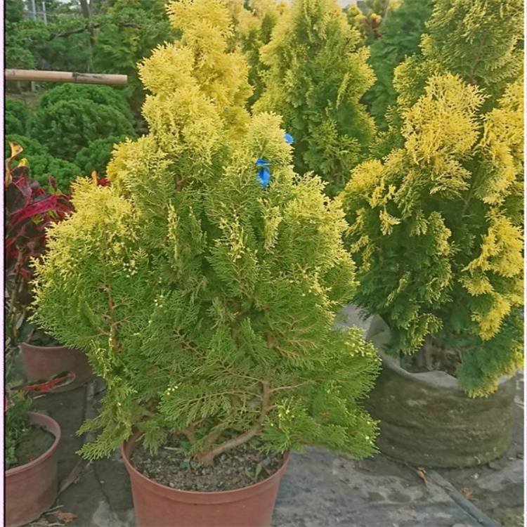 北亚热带落叶,常绿阔叶混交林区(主要城市:南京,扬州,镇江,南通,常州