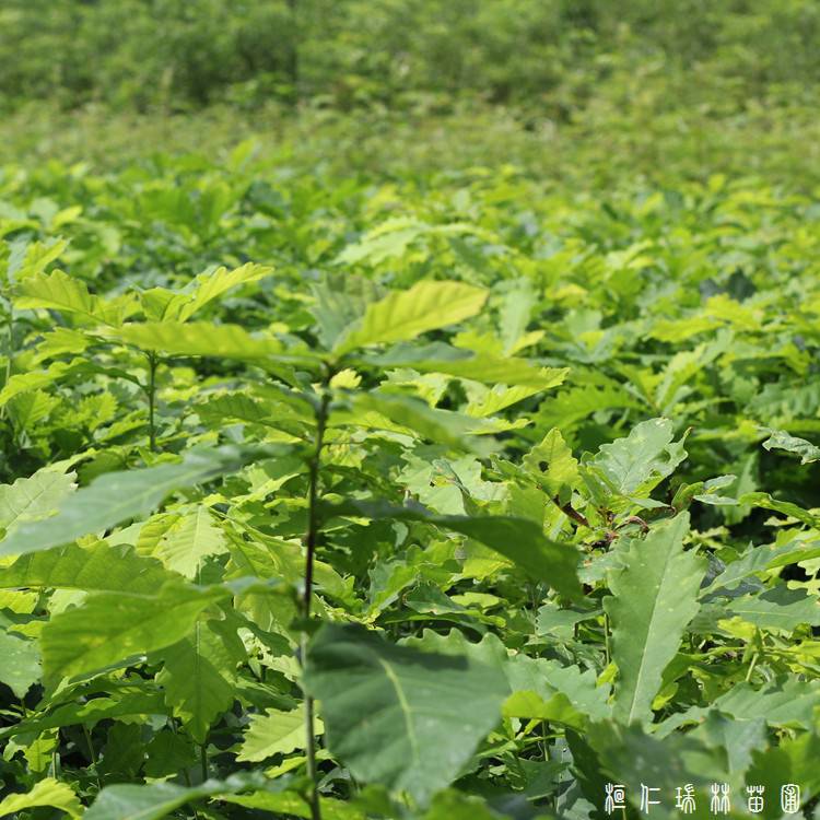 蒙古栎苗蒙古栎小苗价格辽宁蒙古栎苗批发