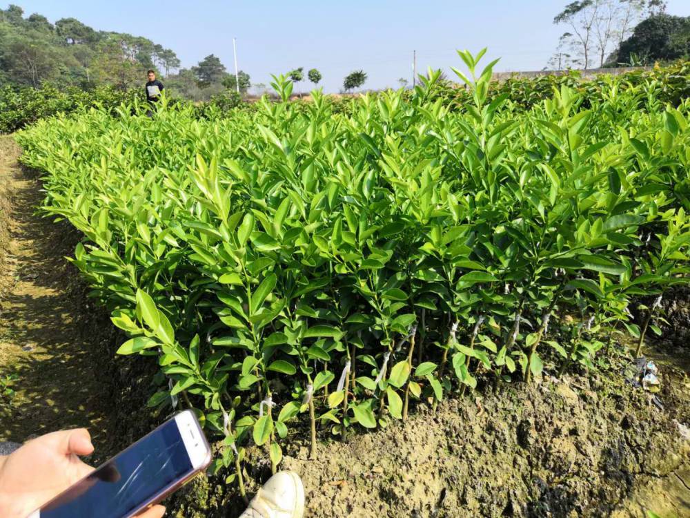 青金桔苗海南公孙桔四季青金桔苗