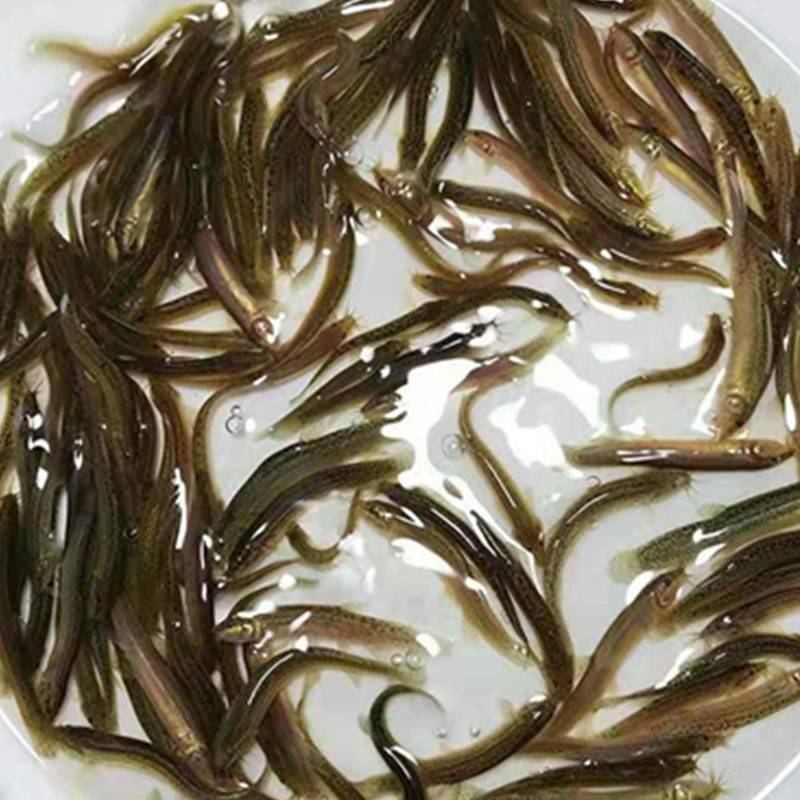 长春市台湾泥鳅鱼苗求购活体泥鳅鱼苗可立即投喂火售