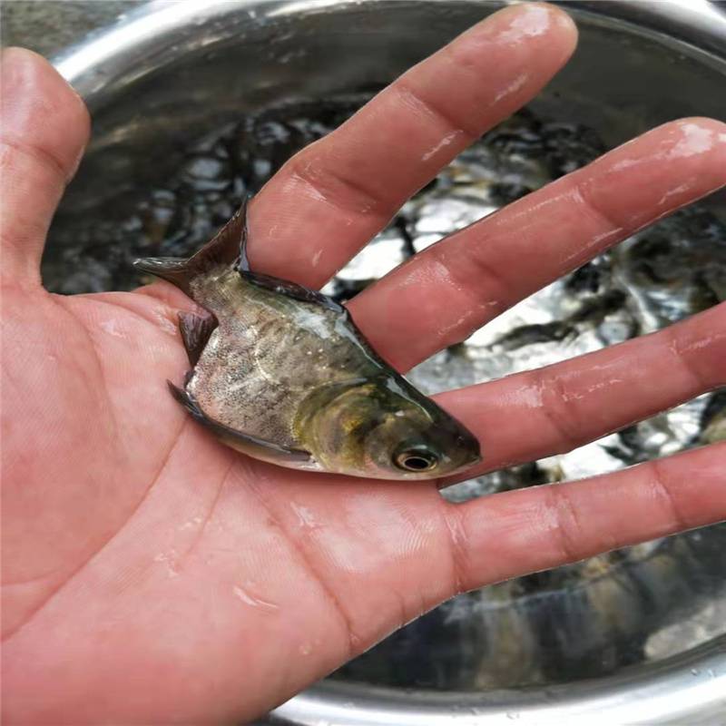 奇葩大頭魚苗縮骨鱅魚苗產地貨源仙骨花鰱魚苗養殖提供