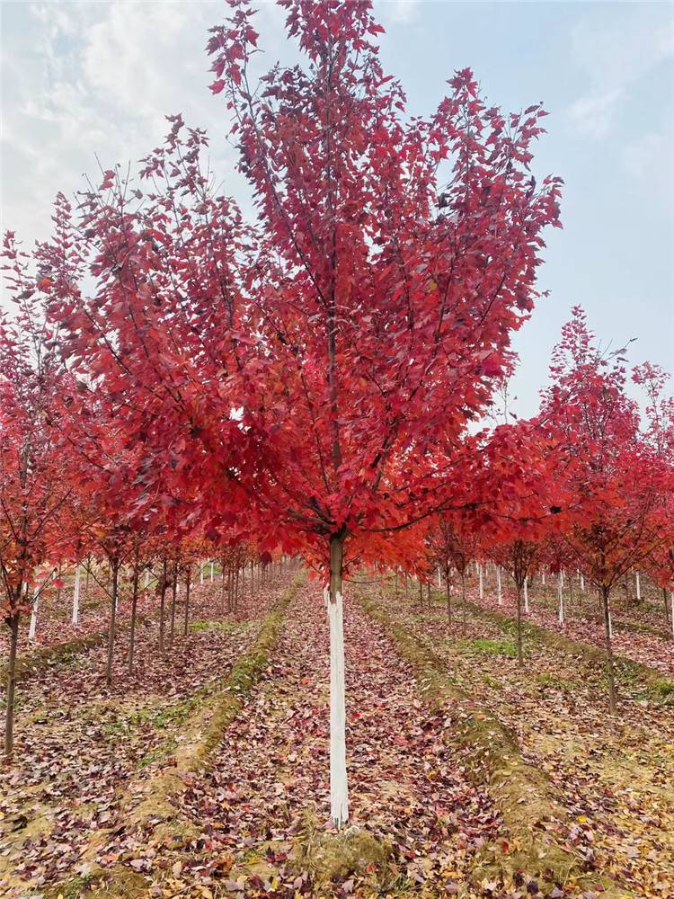 丛生美国红枫3公分秋火焰红枫树自然树形风景树