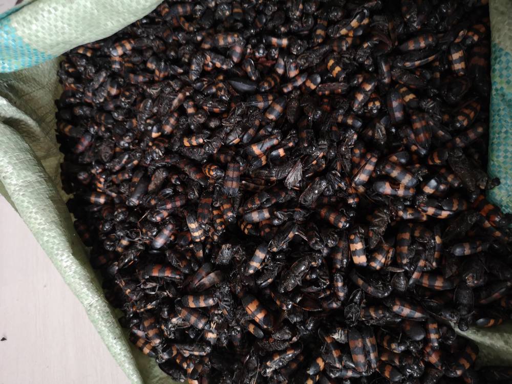 白莲子药用有什么价值莲子肉莲米哪里可以购买到多少钱