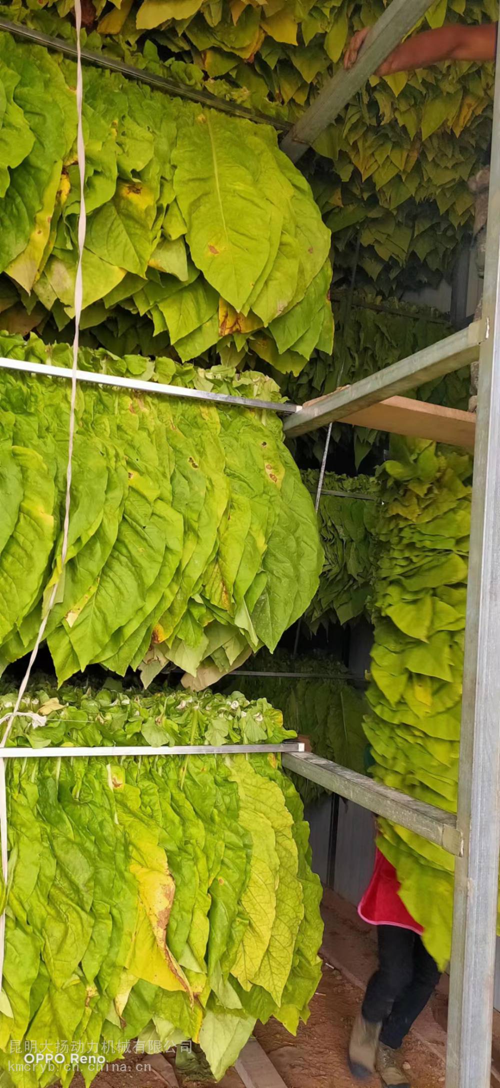 烟叶烤房烤烟烘烤设备 果蔬烘干房 密集烤烟房电烤房全套设备多少钱