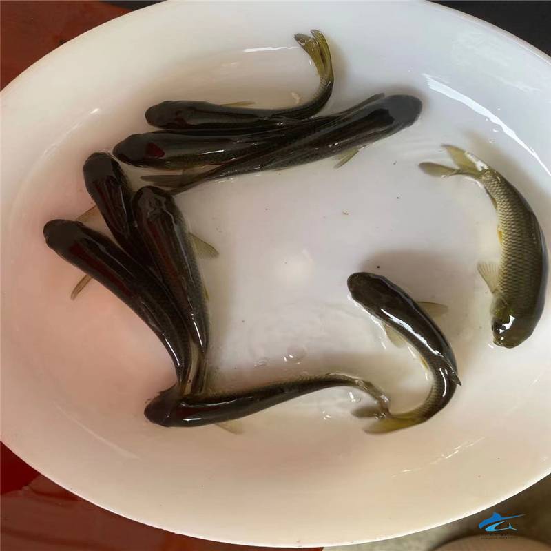 長期批發淡水魚苗黃金草魚苗鯇魚黑鯇苗青竹鯇魚苗