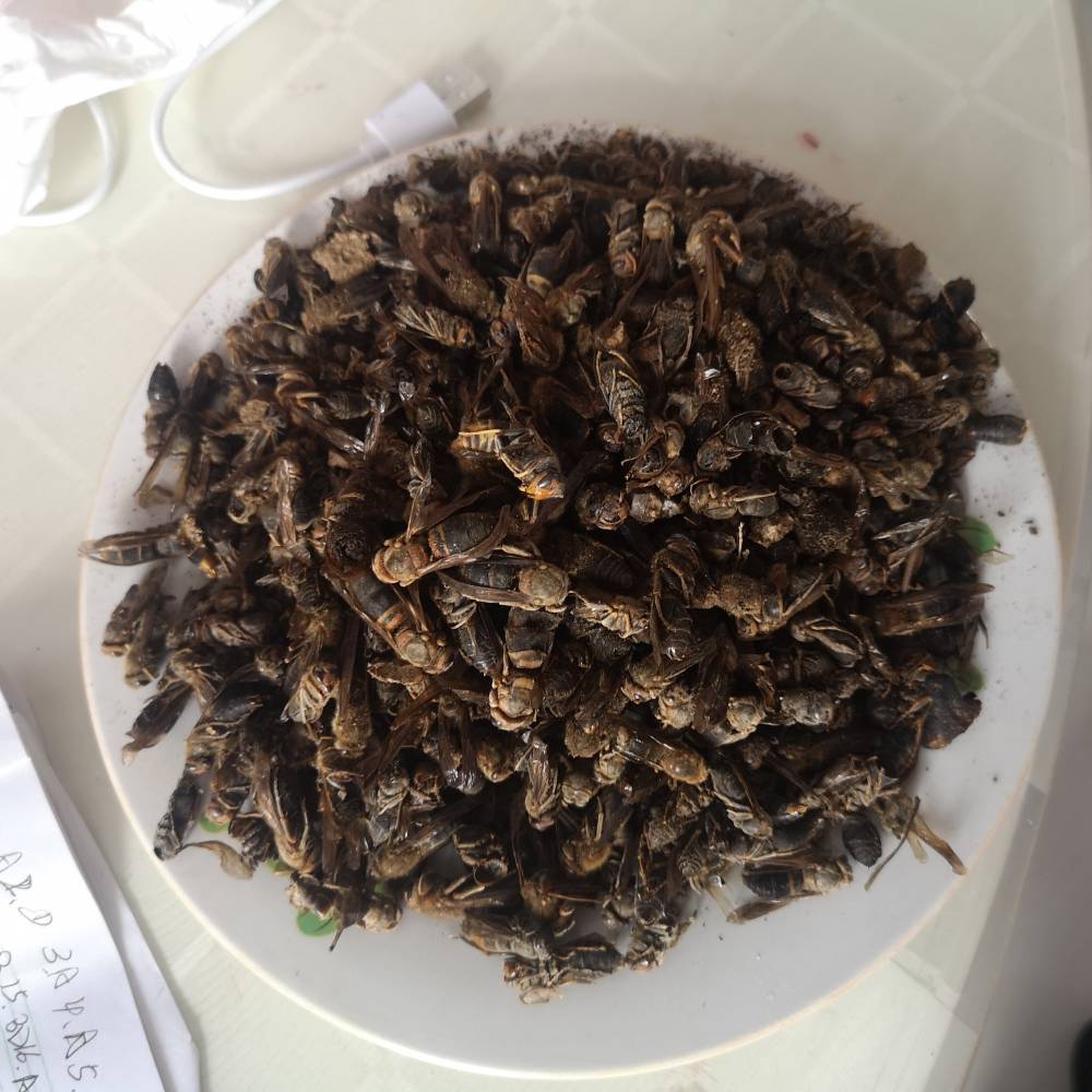 中药材黄蜂黄蜂价格黄蜂批发厂家图片