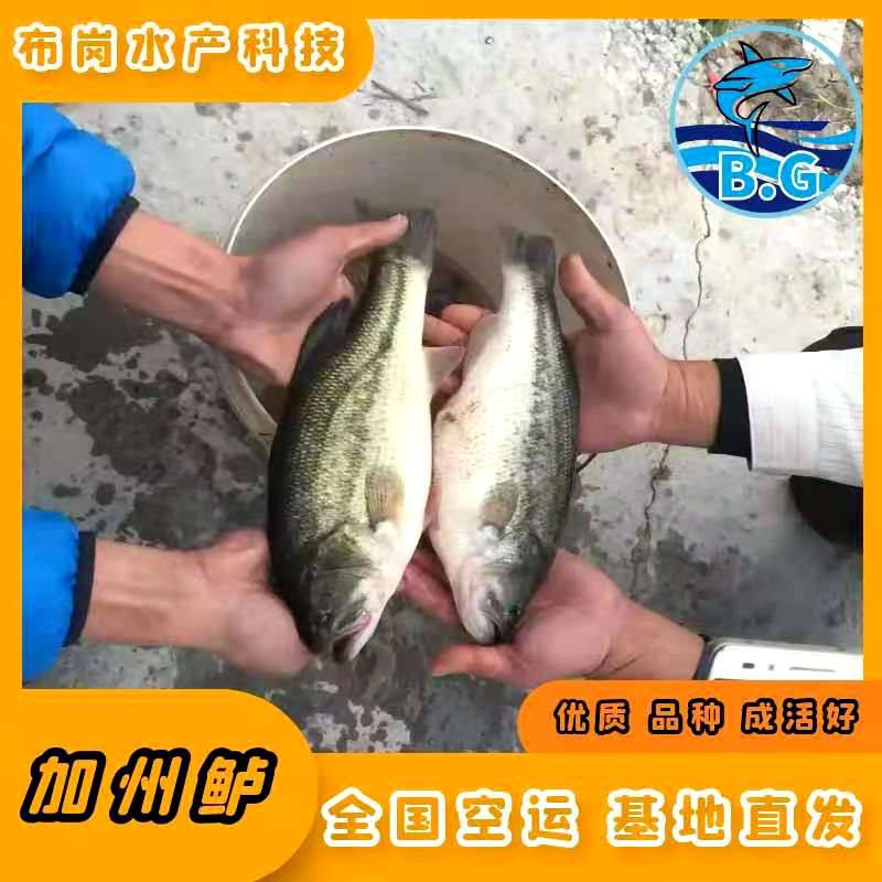 广西桂林市龙胜县加州鲈鱼苗孵化技术批发供应