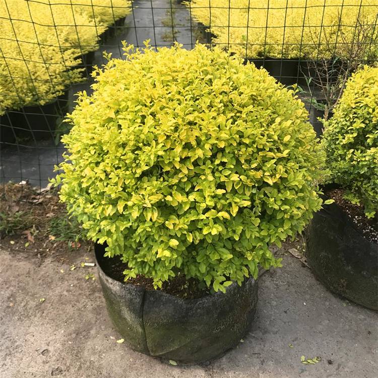 基地供应亮金女贞球亮晶女贞球园林绿化观赏苗木亮金女贞球袋苗盆苗