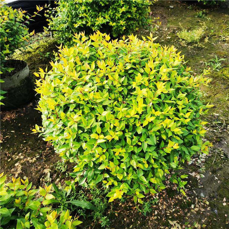 出售金叶大花六道木球观叶观花绿植园林绿化色块苗庭院广场地栽灌木