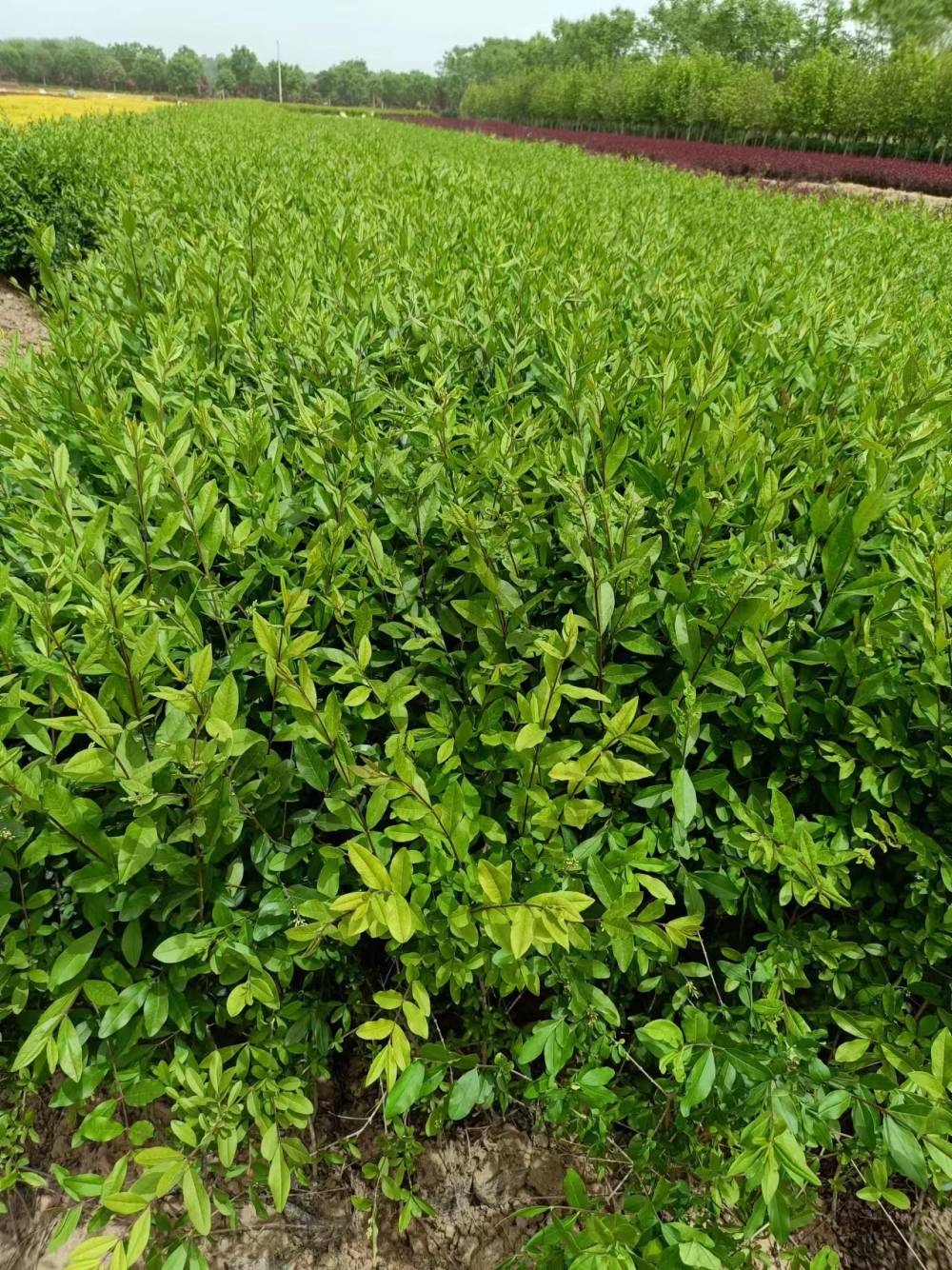 陕西水蜡种植基地 水蜡小苗成活*** 西安水蜡小苗批发基地