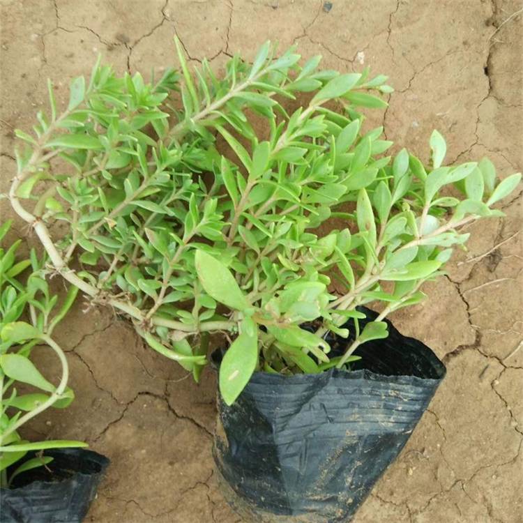 地被观赏植物卧茎景天房顶隔热庭院美化绿化