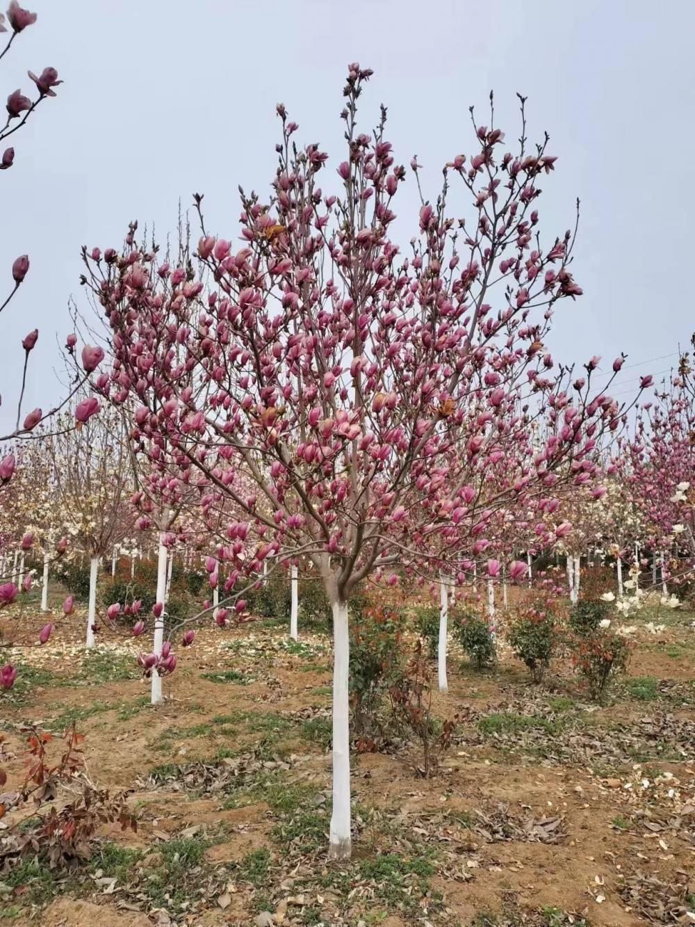 陕西10公分紫玉兰种植基地 紫玉兰直销苗圃 紫玉兰花期长