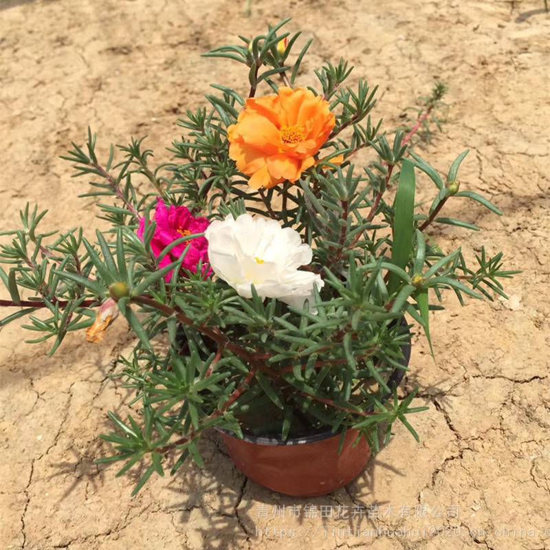 山东重瓣半枝莲价格半枝莲花苗半枝莲又名大花马齿苋