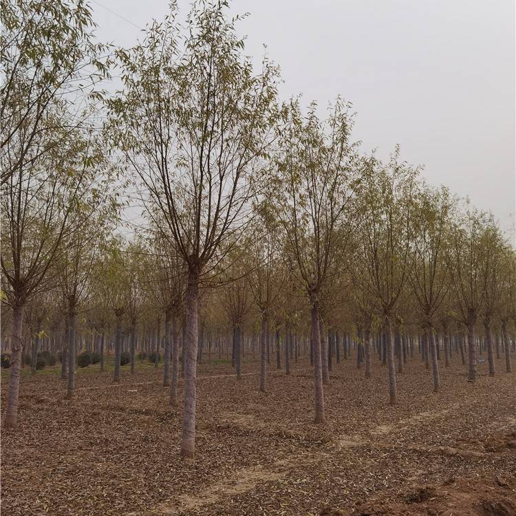 旱柳小苗价格欢迎考察14公分旱柳承诺守信