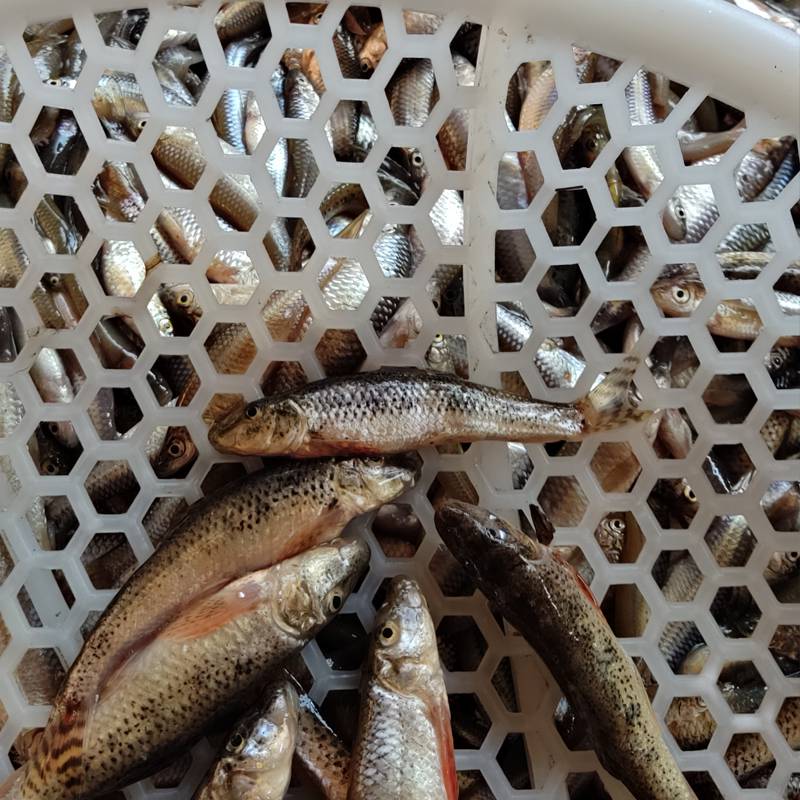 大批量长年收购淡水鱼全年收购淡水小杂鱼上门收鱼电话