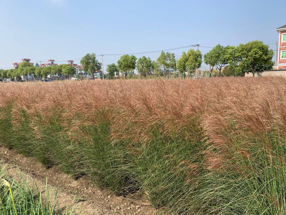 细叶芒大量基地细叶芒细叶芒价格浙江萧山佳颖园艺细叶芒图片