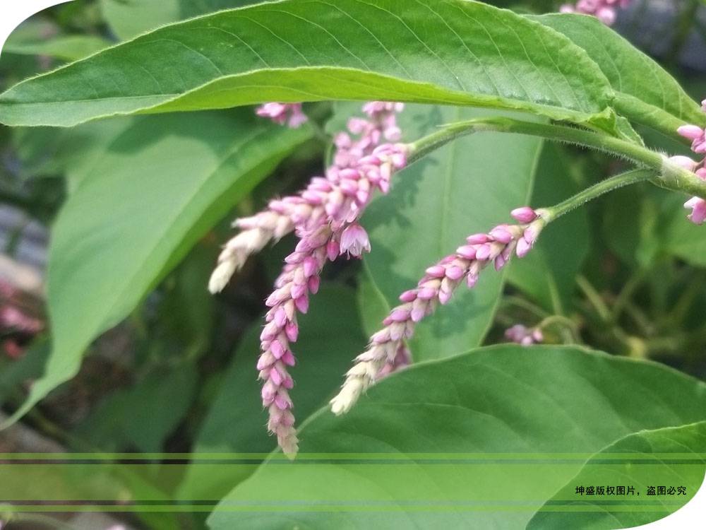 批发红蓼营养袋苗水蓼钵苗