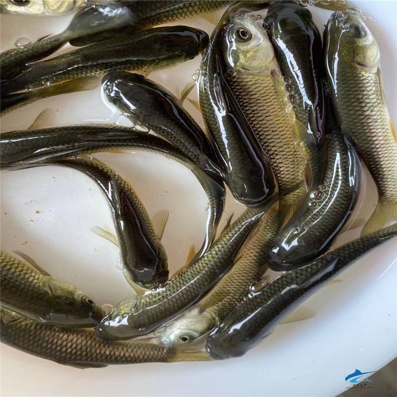 淡水金丝草鱼苗黄金草鱼57公分草鲩规格鱼养殖管理