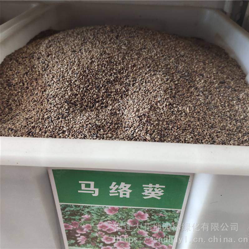 马洛葵种子发芽率高价格便宜批发价