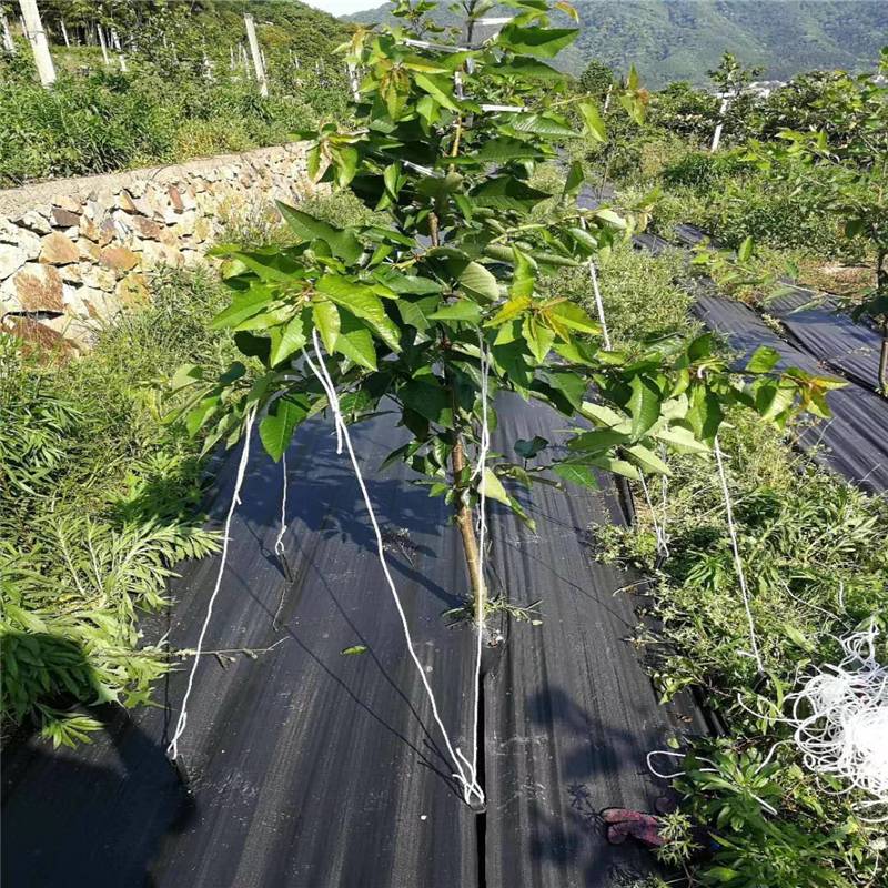 肇庆2m宽防草布苗圃防草地布 果树幼苗期铺设防草抑草布RunYe/润业土工供应