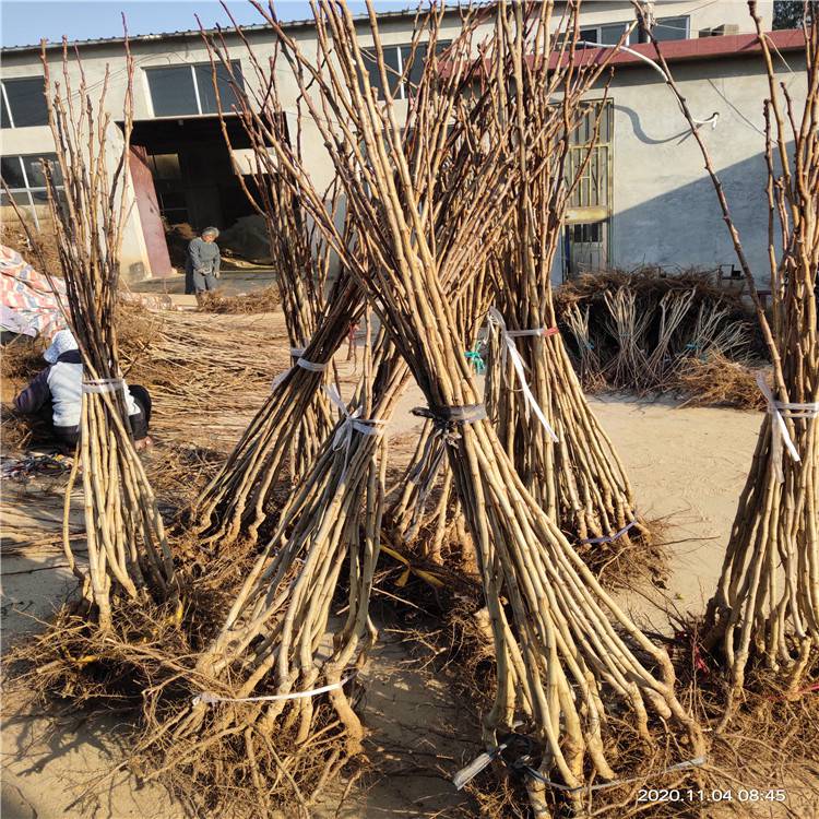 2公分山楂苗出售15公分品种山楂苗种植商家选田骏园艺