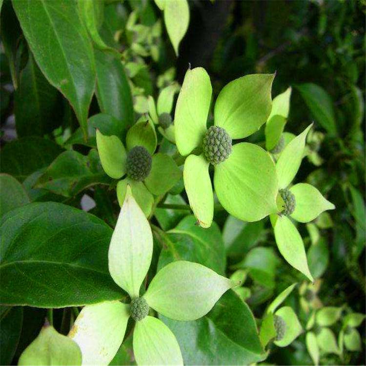 长期供应香港秀丽四照花丛生四照花树形优美量大优惠