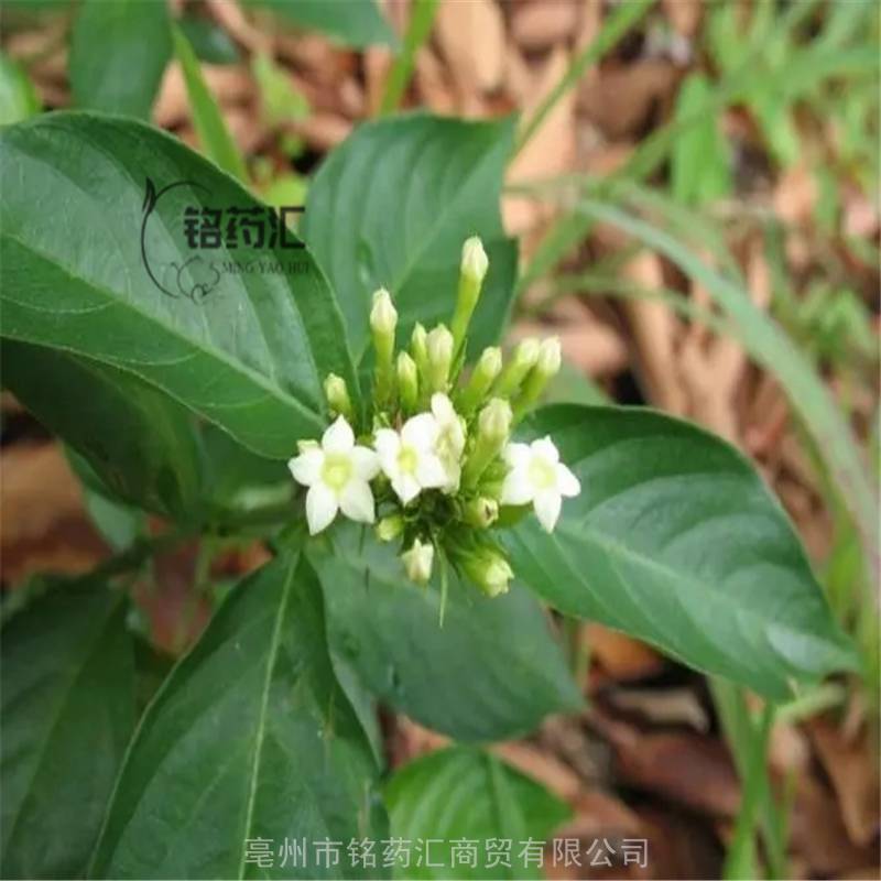 中药材山甘草野生白纸扇产地大货药食同源散装无杂质上千种中药材