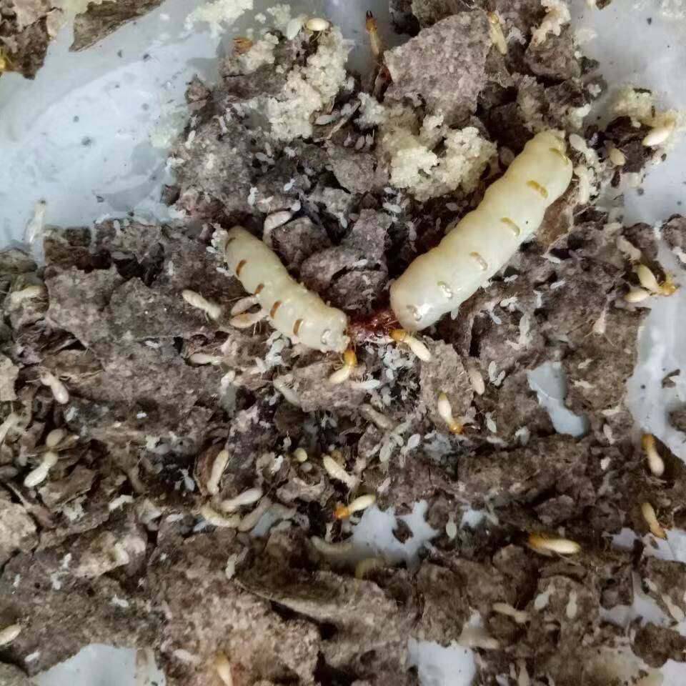 海南土白蚁图片