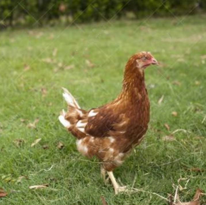 罗曼白蛋鸡图片鹤壁市惠民青年鸡罗曼白蛋鸡养殖中心