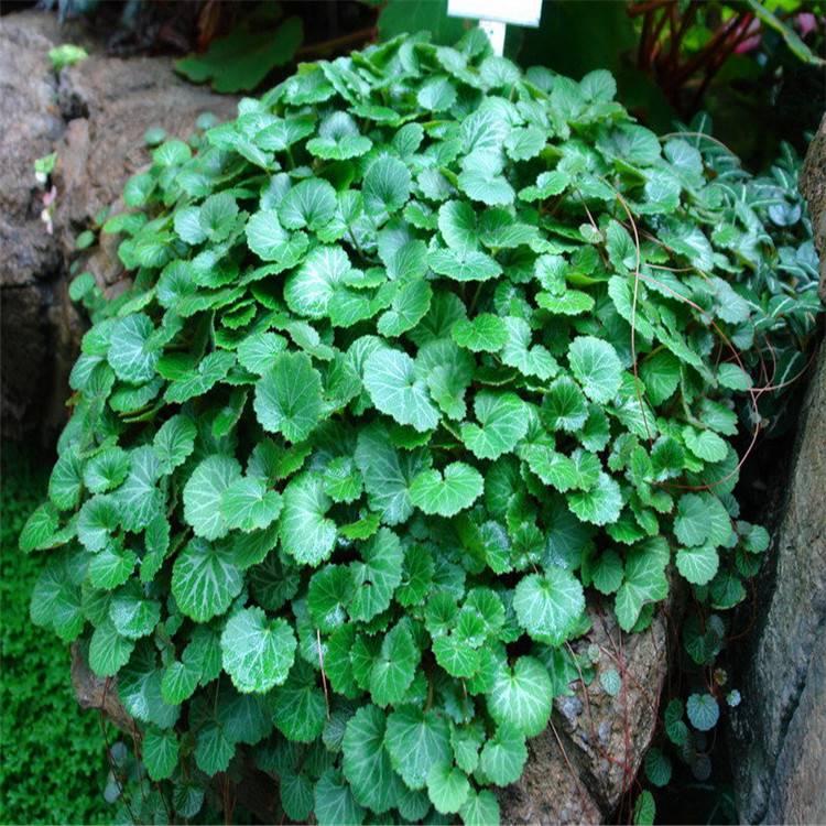 大量供应各种规格虎耳草花境植物加仑盆苗杯苗袋苗大桶苗产地