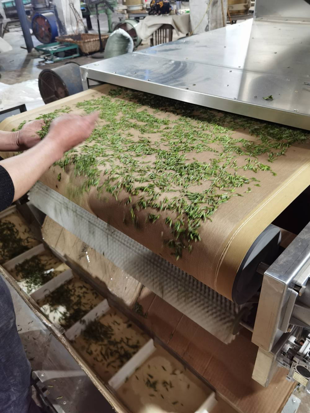 500型茶叶微波杀青机 光波节能干燥设备 支持多规格定制