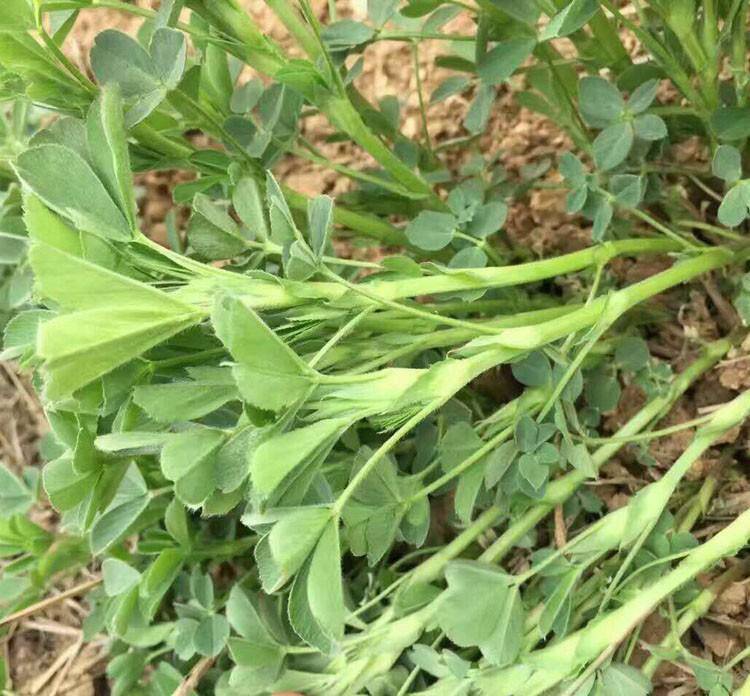 供應紫花苜蓿種子批發到濟南進口牧草種子品種