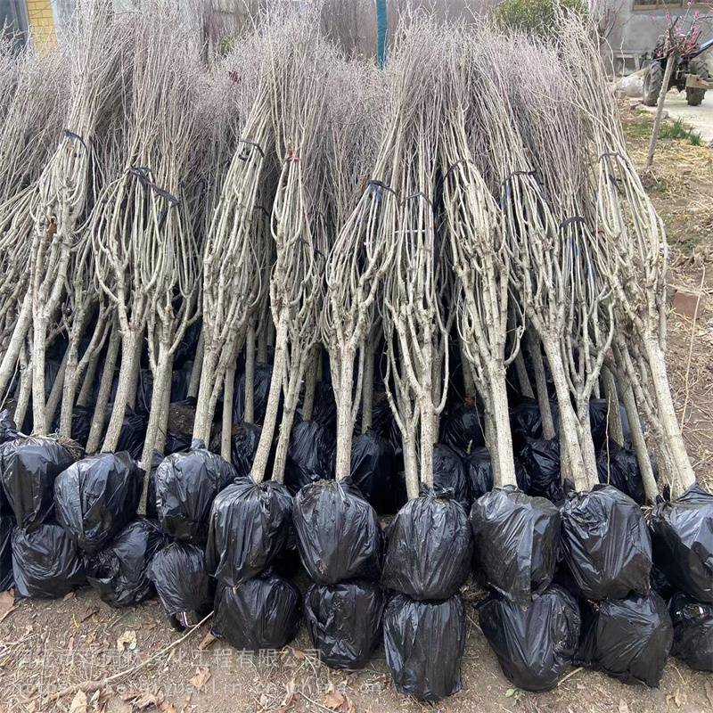 木槿树苗木芙蓉5678公分江苏产地出售