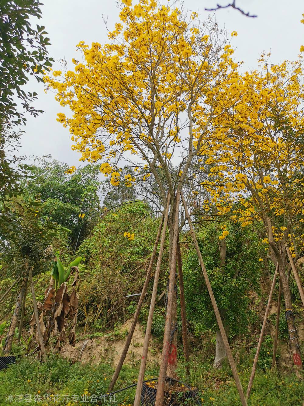 福建全冠洋红风铃木洋红风铃木产地洋红多花风铃木福建大量批发森华