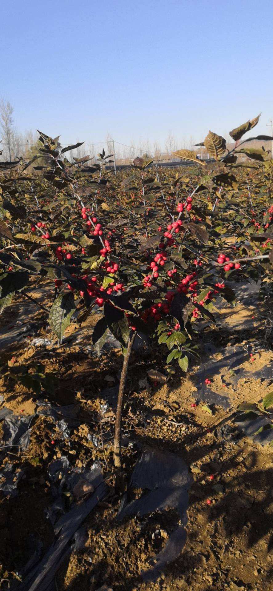成熟期早北美冬青苗高产北美冬青怎么样繁殖服务介绍