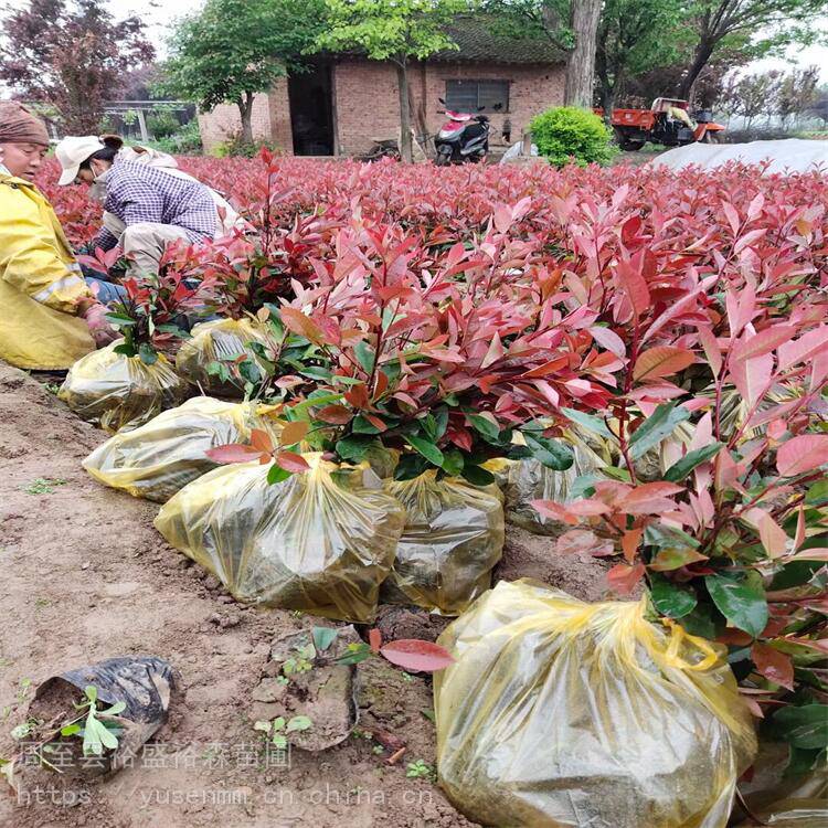 西安红叶石楠基地植物围墙 树苗草皮种子 陕南红叶石楠基地