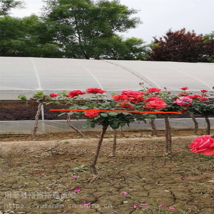 月季批发 分枝繁多耐修剪 树桩月季 街道绿化苗木花卉