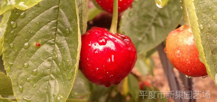 大樱桃苗如何种植