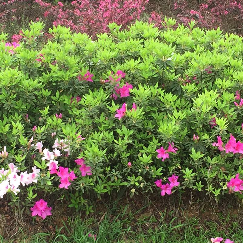 四季杜鹃毛杜鹃贵州贵阳适合做绿篱的绿篱植物批发价格