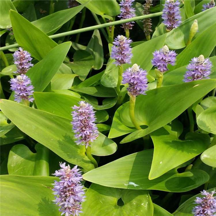 浮岛栽植水生植物图片