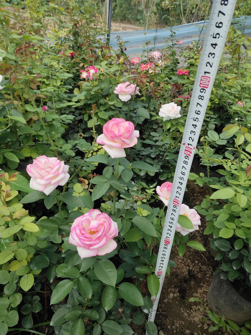 胜杰腾达品牌月季花苗圃 容易活好打理的花卉