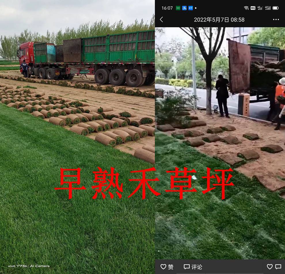 呼伦贝尔草坪草皮#巴彦淖尔#乌兰察布#基地直供直销#绿化工程***草皮