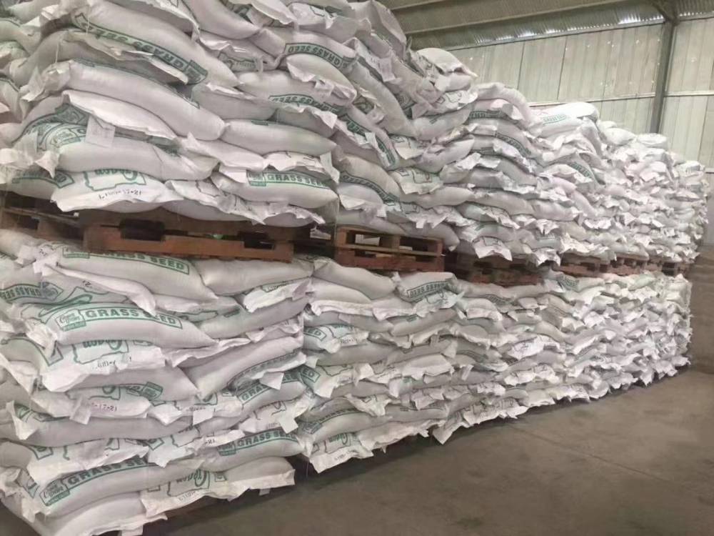 矮杆百日草混色混色花种子马蹄金草籽柏木种子小叶女贞